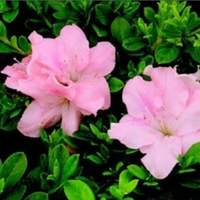 Rhododendron Hybrid 'Roblel'