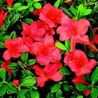 Rhododendron Hybrid 'Conleb'
