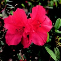 Rhododendron Hybrid 'Roblen'