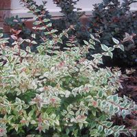 Abelia grandiflora X chinensis 'Mardi Gras'