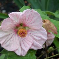 Abutilon megapotamicum 'Kirsten's Pink'