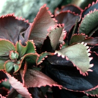 Acalypha wilkesiana