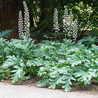 Acanthus mollis