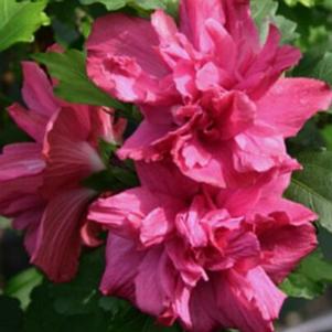 Hibiscus syriacus 'Lucy' 