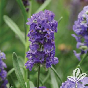 Lavandula angustifolia 'Ellagance Purple' 