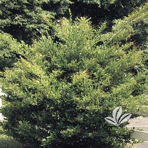 Ligustrum japonicum 'Recurvifolium' 