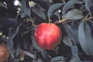 Prunus persica 'Bradley' 