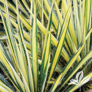 Yucca filamentosa 'Color Guard' 