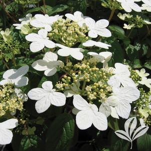 Viburnum plicatum 'Summer Snowflake' 
