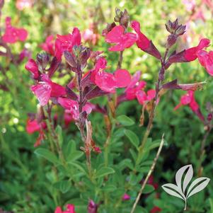 Salvia greggii 'Furman's Red' 
