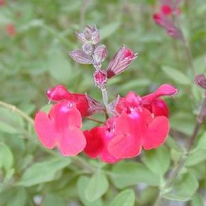 Salvia greggii 'Red' 