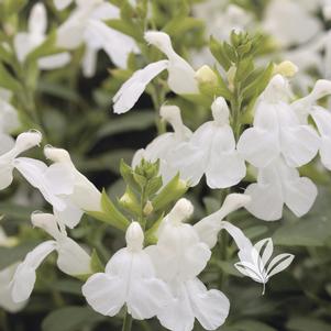 Salvia greggii 'White' 