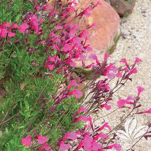 Salvia greggii 'Hot Pink' 