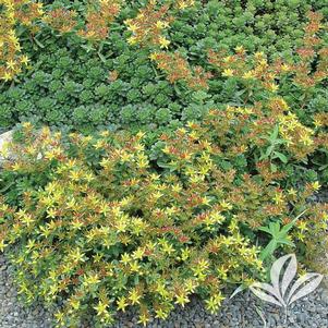 Sedum floriferum 'Weihenstephaner Gold' 