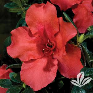 Rhododendron x 'RLH1-8P1' 
