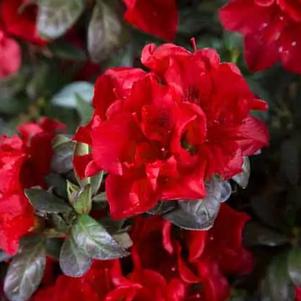 Rhododendron x 'Roblez' 