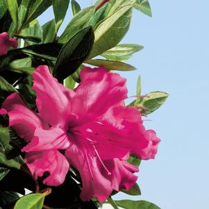 Rhododendron x 'Roblef' 