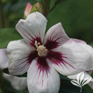 Hibiscus syriacus 'Antong Two' 