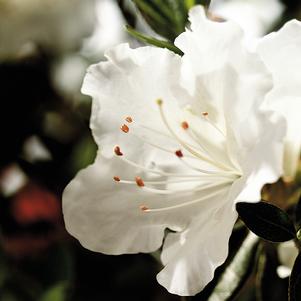 Rhododendron x 'Robleg' 