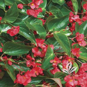 Begonia 'Dragon Wing' Red 