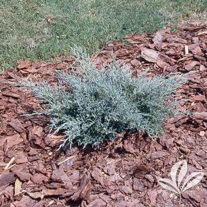 Juniperus chinensis 'Angelica Blue' 