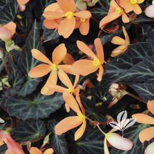 Begonia x hybrida 'Brothglow' 