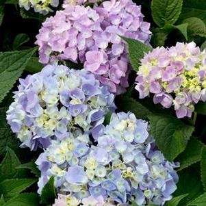 Hydrangea Color