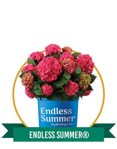 Endless Summer®