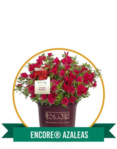 Encore® Azaleas