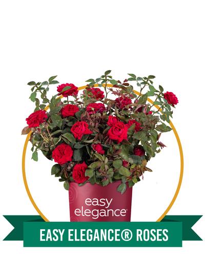 Easy Elegance® Roses