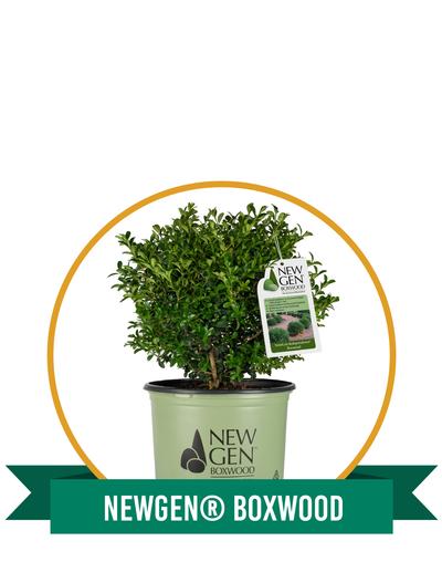 NewGen® Boxwood