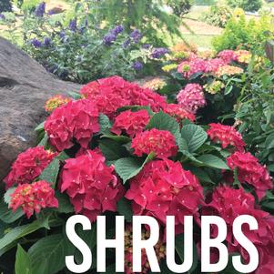 Shrubs