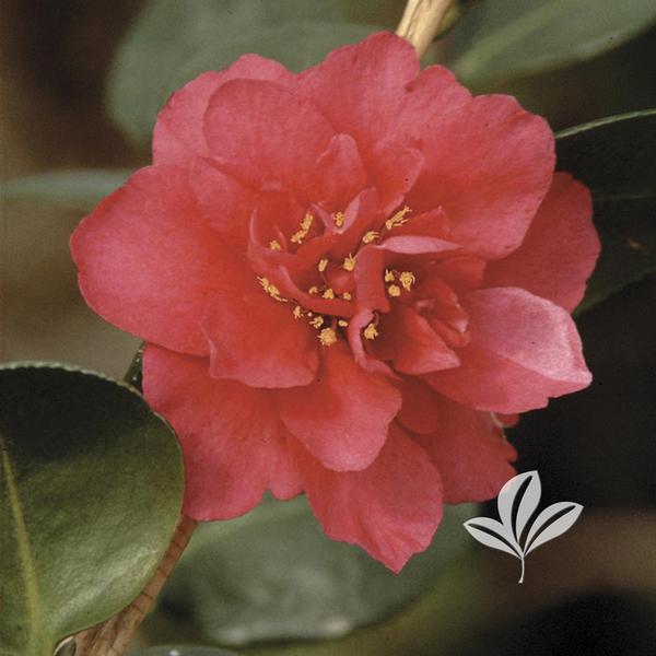 Camellia Camellia sasanqua 'Bonanza' BONANZA CAMELLIA from Greenleaf