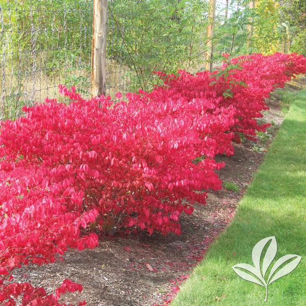 Euonymus Euonymus Alatus Compactus Dwarf Burning Bush From Greenleaf