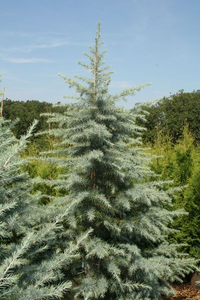Blue Green Online >> Cedrus Cedrus deodara 'Blue Ice' BLUE ICE DEODAR CEDAR ... Blue Green Online >> Cedrus Cedrus deodara 'Blue Ice' BLUE ICE DEODAR CEDAR ...