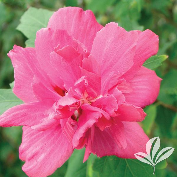 Hibiscus Hibiscus Syriacus Amplissimus DOUBLE RED ALTHEA TREE From 