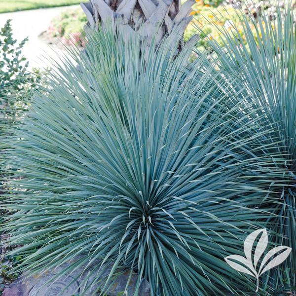 Yucca Yucca rostrata 'Sapphire Skies' SAPPHIRE SKIES YUCCA