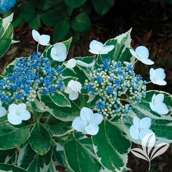 Image of Variegated lacecap hydrangea in a mixed border