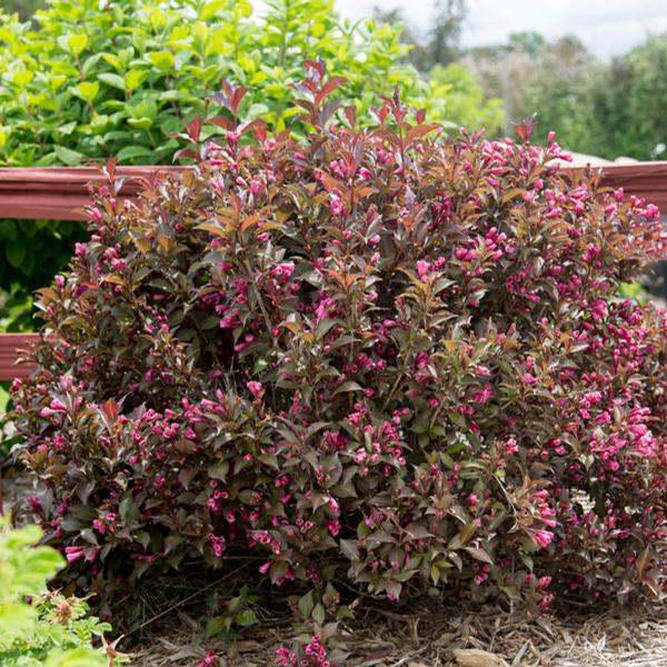 Weigela Weigela florida 'Bokrashine' SHINING SENSATION(TM) WEIGELA from ...