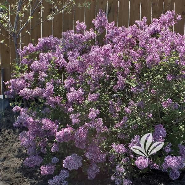 Syringa Syringa x 'Penda' BLOOMERANG(R) PURPLE LILAC ...
