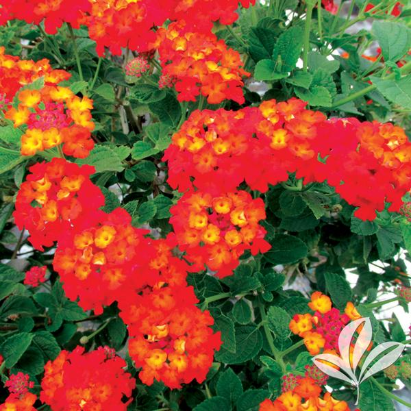 Lantana Lantana camara 'Dallas Red' DALLAS RED LANTANA from Greenleaf ...