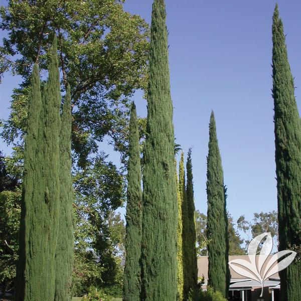 Cupressus Cupressus sempervirens 'Glauca' BLUE ITALIAN CYPRESS from