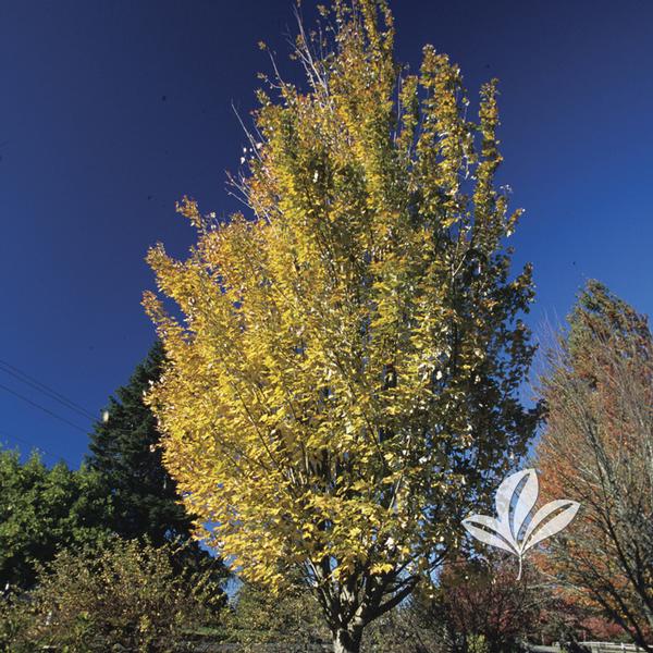 maple tree nc acer rubrum karpick karpick r maple from greenleaf nursery maple tree nc acer rubrum karpick karpick r maple from greenleaf nursery