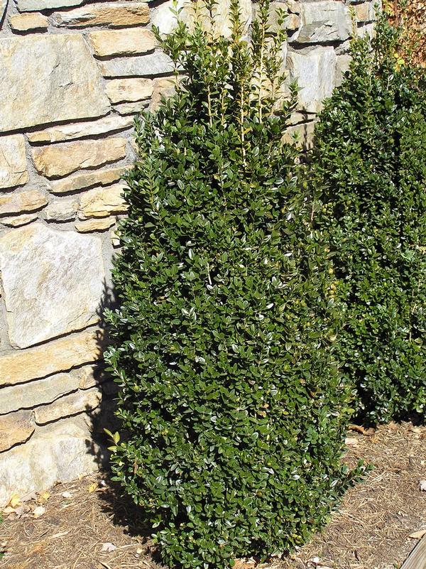 Buxus Buxus sempervirens 'Fastigiata' UPRIGHT BOXWOOD from Greenleaf