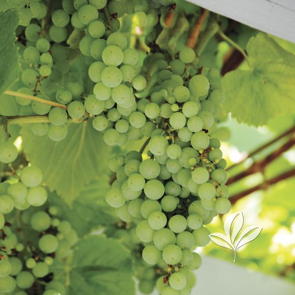 thumbnail image 2 of Thompson Seedless Grape Vine Cutting - Fast Growing Fruit Tree, Green, Child Safe 2 of 11