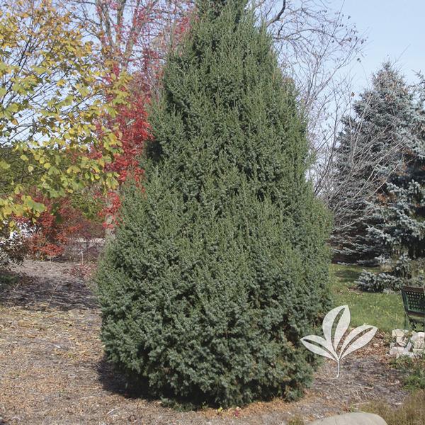 Juniperus Juniperus x 'J.N. Select Blue' STAR POWER(TM) JUNIPER from