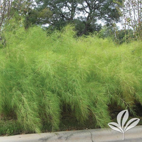 Muhlenbergia Muhlenbergia dumosa BAMBOO MUHLY GRASS from