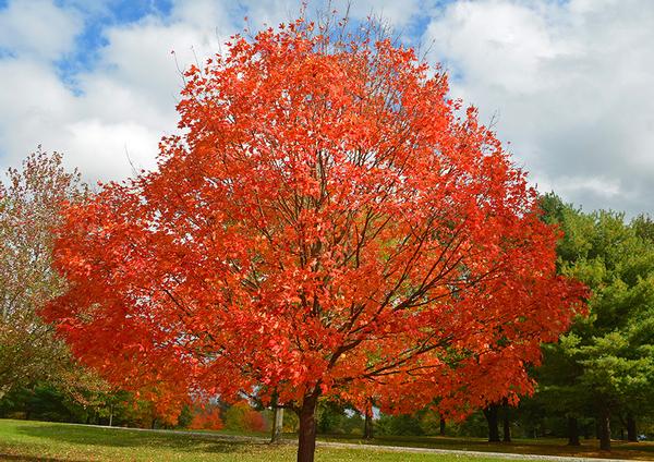 Acer x freemanii Jeffersred Autumn Blaze Maple Zone 4 4050 ft