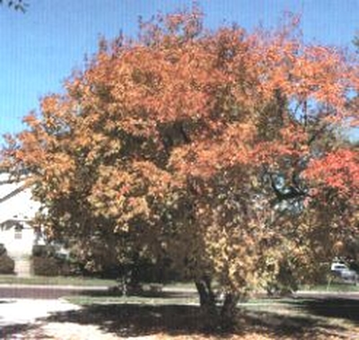 acer ginnala flame flame