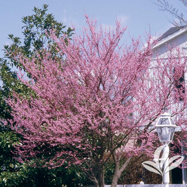 cercis canadensis redbud clump from greenleaf nursery cercis canadensis redbud clump from greenleaf nursery